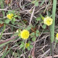 Trifolium campestre at Duffy, ACT - 7 Dec 2021 02:48 PM