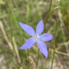 Wahlenbergia stricta subsp. stricta (Tall Bluebell) at Holder, ACT - 7 Dec 2021 by AJB