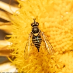 Australiphthiria hilaris (Slender Bee Fly) at Bruce, ACT - 7 Dec 2021 by Roger