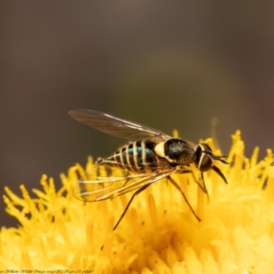 Australiphthiria hilaris at Bruce, ACT - 7 Dec 2021