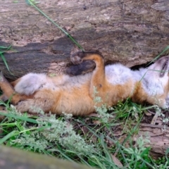 Vulpes vulpes (Red Fox) at Coree, ACT - 7 Dec 2021 by Kurt