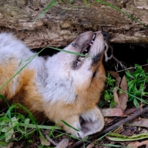 Vulpes vulpes at Coree, ACT - 7 Dec 2021 12:21 PM