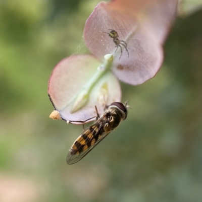 Simosyrphus grandicornis (Common hover fly) at Holder, ACT - 7 Dec 2021 by AJB