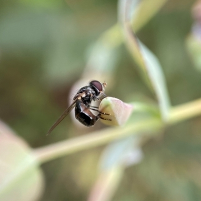 Unidentified Other true fly at Holder, ACT - 7 Dec 2021 by AJB