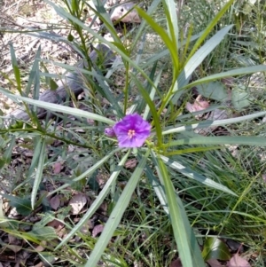 Solanum linearifolium at O'Connor, ACT - 7 Dec 2021