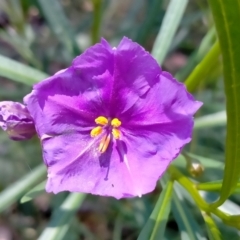 Solanum linearifolium at O'Connor, ACT - 7 Dec 2021