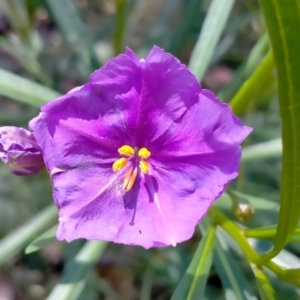 Solanum linearifolium at O'Connor, ACT - 7 Dec 2021