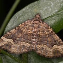 Epyaxa subidaria (Subidaria Moth) at Melba, ACT - 3 Oct 2021 by kasiaaus