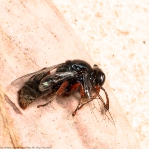 Sericophorus sp. (genus) at Acton, ACT - 7 Dec 2021