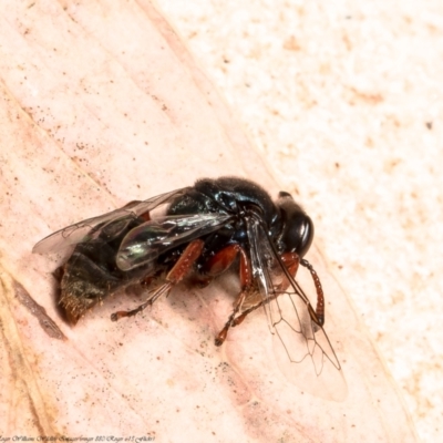 Sericophorus sp. (genus) (Sand wasp) at ANBG - 6 Dec 2021 by Roger