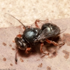 Sericophorus sp. (genus) at Acton, ACT - 7 Dec 2021 10:04 AM