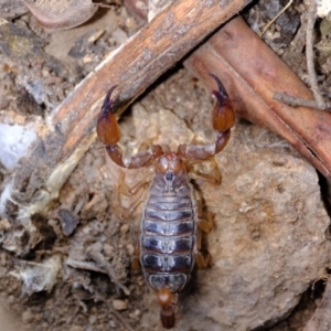 Urodacus manicatus at Coree, ACT - 7 Dec 2021 12:51 PM