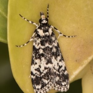 Scoparia exhibitalis at Melba, ACT - 4 Oct 2021