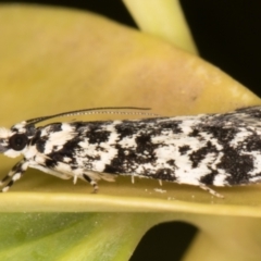 Scoparia exhibitalis at Melba, ACT - 4 Oct 2021