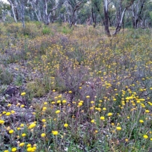 Coronidium oxylepis subsp. lanatum at O'Connor, ACT - 27 Nov 2021