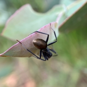 Camponotus suffusus at Holder, ACT - 7 Dec 2021