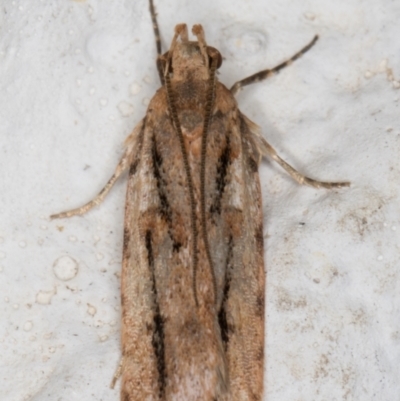 Ardozyga (genus) (Twirler moth, gelechiid moth) at Melba, ACT - 4 Oct 2021 by kasiaaus