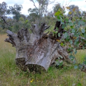 Papyrius sp. (genus) at Holt, ACT - suppressed