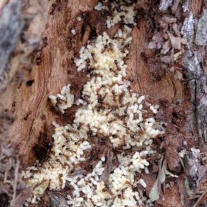 Papyrius sp. (genus) at Holt, ACT - 7 Dec 2021