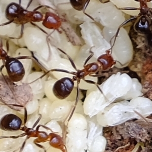 Papyrius sp. (genus) at Holt, ACT - suppressed