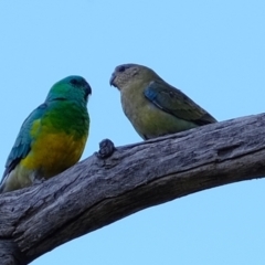 Psephotus haematonotus (Red-rumped Parrot) at Holt, ACT - 7 Dec 2021 by Kurt