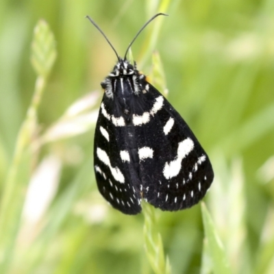 Phalaenoides tristifica (Willow-herb Day-moth) at Mount Clear, ACT - 4 Dec 2021 by AlisonMilton