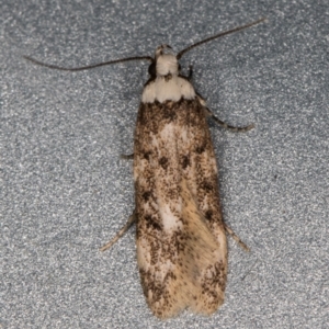 Endrosis sarcitrella at Melba, ACT - 4 Oct 2021