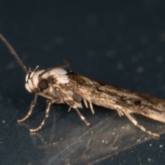 Endrosis sarcitrella at Melba, ACT - 4 Oct 2021