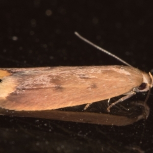 Tachystola acroxantha at Melba, ACT - 4 Oct 2021