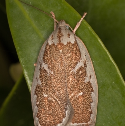 Euchaetis rhizobola (A Concealer moth) at Melba, ACT - 4 Oct 2021 by kasiaaus