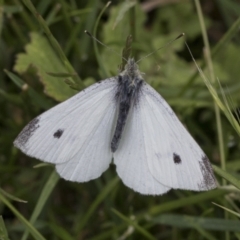 Pieris rapae (Cabbage White) at Mount Clear, ACT - 4 Dec 2021 by AlisonMilton