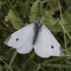 Pieris rapae (Cabbage White) at Mount Clear, ACT - 5 Dec 2021 by AlisonMilton