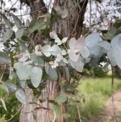 Eucalyptus cinerea subsp. cinerea (Argyle Apple) at Duffy, ACT - 7 Dec 2021 by AJB