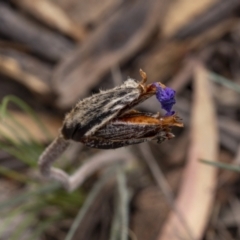 Patersonia sp. at Lower Boro, NSW - 4 Dec 2021 by trevsci