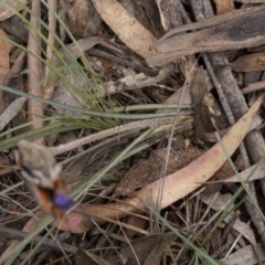 Patersonia sp. at Lower Boro, NSW - 4 Dec 2021