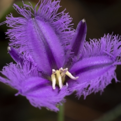 Thysanotus tuberosus (Common Fringe-lily) at Nadgigomar Nature Reserve - 3 Dec 2021 by trevsci
