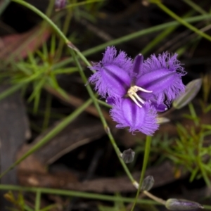 Thysanotus tuberosus at Lower Boro, NSW - 4 Dec 2021 10:55 AM