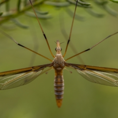 Leptotarsus (Macromastix) costalis (Common Brown Crane Fly) at Nadgigomar Nature Reserve - 3 Dec 2021 by trevsci