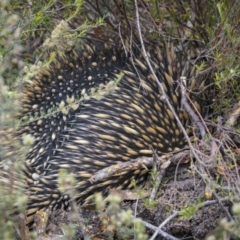 Tachyglossus aculeatus (Short-beaked Echidna) at Lower Boro, NSW - 4 Dec 2021 by trevsci