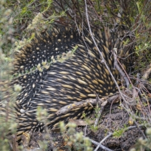 Tachyglossus aculeatus at Lower Boro, NSW - 4 Dec 2021 11:44 AM