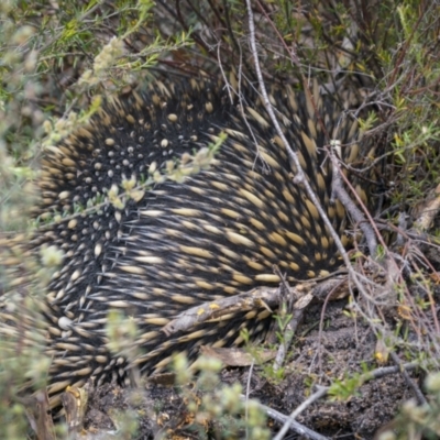 Tachyglossus aculeatus (Short-beaked Echidna) at Nadgigomar Nature Reserve - 4 Dec 2021 by trevsci