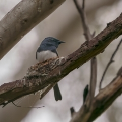 Myiagra rubecula (Leaden Flycatcher) at Nadgigomar Nature Reserve - 4 Dec 2021 by trevsci