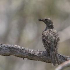 Oriolus sagittatus (Olive-backed Oriole) at Lower Boro, NSW - 4 Dec 2021 by trevsci