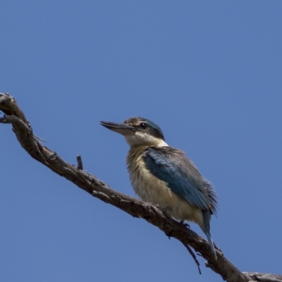 Todiramphus sanctus (Sacred Kingfisher) at Lower Boro, NSW - 4 Dec 2021 by trevsci