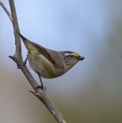 Pardalotus striatus (Striated Pardalote) at Nadgigomar Nature Reserve - 4 Dec 2021 by trevsci