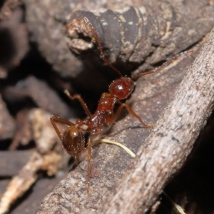 Aphaenogaster longiceps at Acton, ACT - 5 Dec 2021