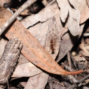 Aphaenogaster longiceps at Acton, ACT - 5 Dec 2021