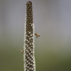 Xanthorrhoea concava (Grass Tree) at Lower Boro, NSW - 4 Dec 2021 by trevsci