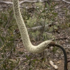 Xanthorrhoea concava at Lower Boro, NSW - 4 Dec 2021