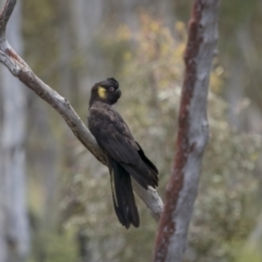 Zanda funerea (Yellow-tailed Black-Cockatoo) at Nadgigomar Nature Reserve - 4 Dec 2021 by trevsci